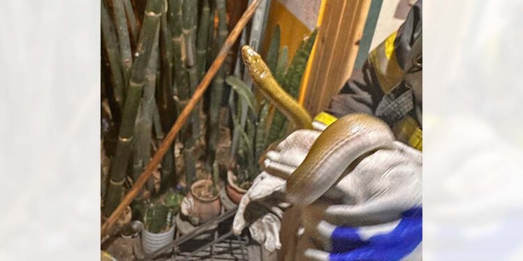 Los bomberos acuden a domicilios a retirar serpientes.