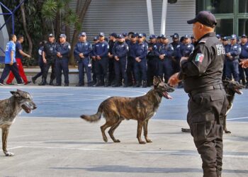 Los policías hicieron una demostración del entrenamiento con los caninos.