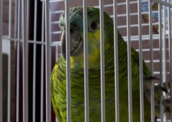 ¿Tienes un loro o perico en casa? Podrías enfrentar hasta 600,000 pesos de multa o 9 años de cárcel