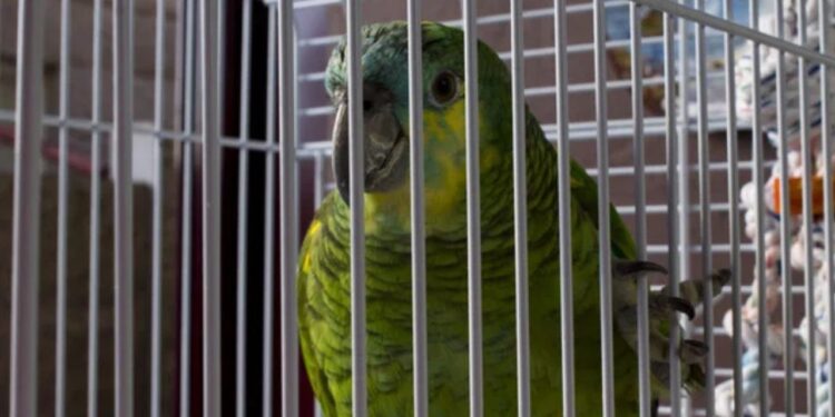 ¿Tienes un loro o perico en casa? Podrías enfrentar hasta 600,000 pesos de multa o 9 años de cárcel