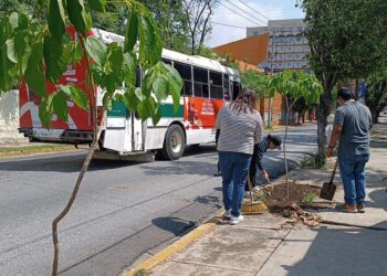 Foto: Lisbeth Mejía Reyes // Los árboles plantados en Crespo fueron donados al ayuntamiento por una empresa privada.
