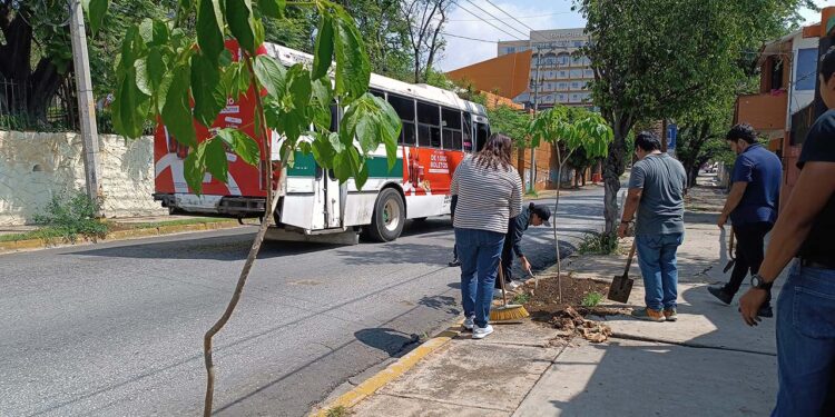 Foto: Lisbeth Mejía Reyes // Los árboles plantados en Crespo fueron donados al ayuntamiento por una empresa privada.