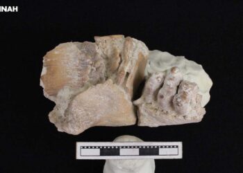 Foto: INAH // Los restos han sido fechados con una antigüedad de más de 13,000 años, y estudiados en laboratorios.