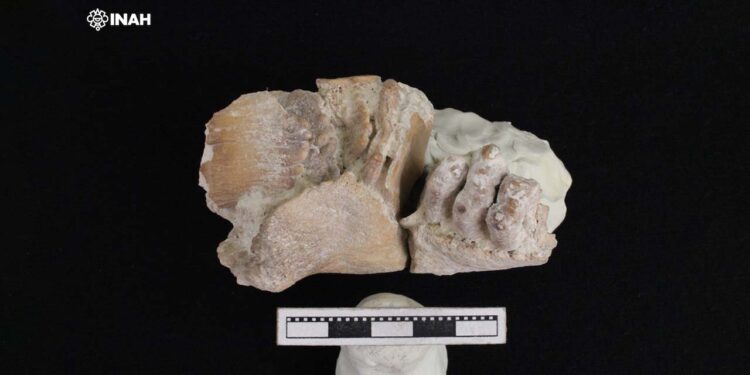 Foto: INAH // Los restos han sido fechados con una antigüedad de más de 13,000 años, y estudiados en laboratorios.