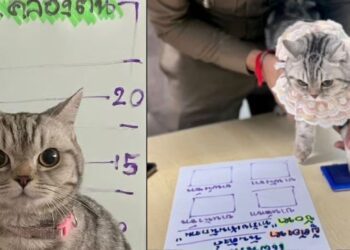¡No es broma! Gatita es arrestada por su “desafiante” actitud ante la policía