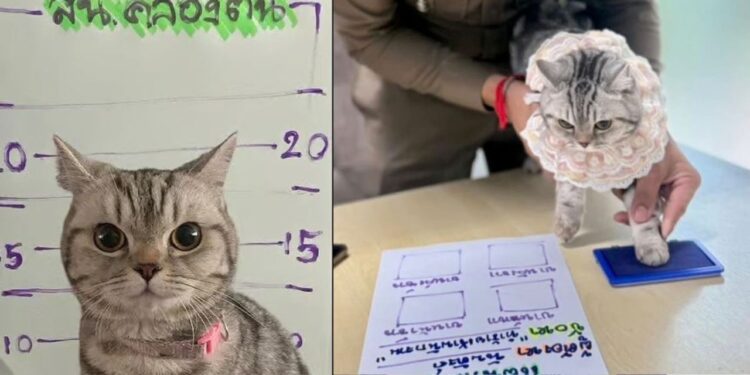 ¡No es broma! Gatita es arrestada por su “desafiante” actitud ante la policía