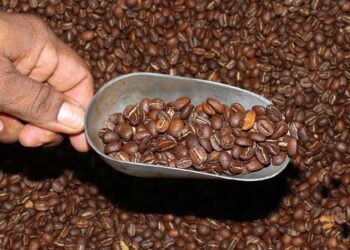Foto: Archivo El Imparcial // De acuerdo a organismos nacionales, el precio del café tuvo un incremento por la caída en su producción mundial, sobre todo en zonas donde hubo severas sequías.