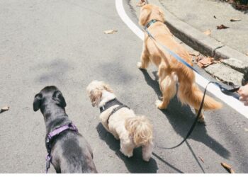 ¿Qué pasa si tu perro muerde a alguien en la calle o si va sin correa en la CDMX?