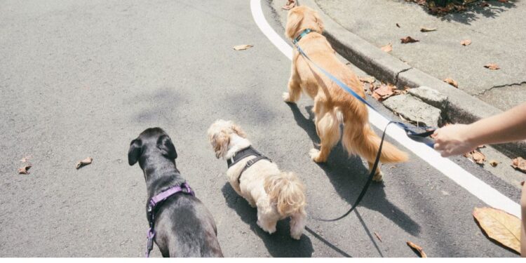 ¿Qué pasa si tu perro muerde a alguien en la calle o si va sin correa en la CDMX?