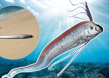 VIDEO: ¿El “pez del fin del mundo” en México? Avistan un pez remo en Baja California Sur y encienden las alertas