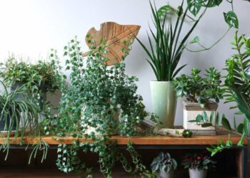 ¿Eres la señora de las plantas? Esto es lo que la psicología dice sobre tu amor por la naturaleza