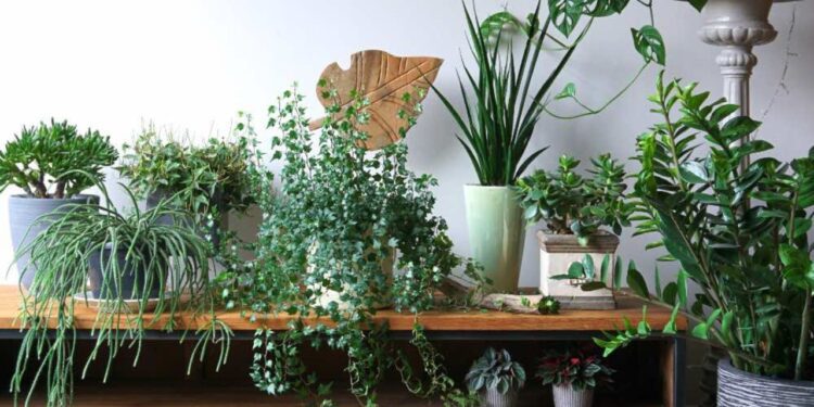 ¿Eres la señora de las plantas? Esto es lo que la psicología dice sobre tu amor por la naturaleza