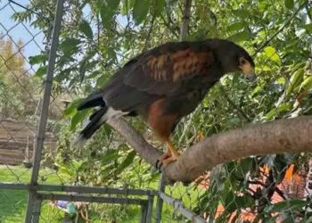 Profepa asegura aves silvestres enjauladas en Huajuapan