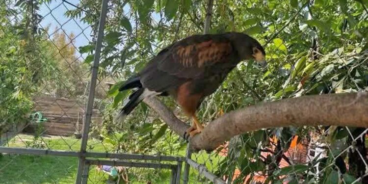 Profepa asegura aves silvestres enjauladas en Huajuapan