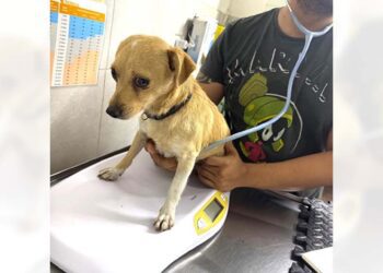 Se realizó la revisión médica del can atropellado en la Colonia El Calvario, Huajuapan.