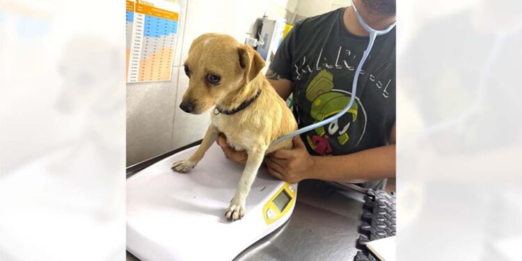 Se realizó la revisión médica del can atropellado en la Colonia El Calvario, Huajuapan.