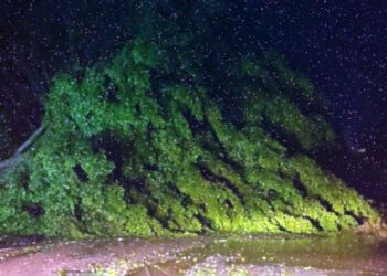Un árbol cayó en la zona de Símbolos Patrios, a la altura de San Agustín de las Juntas.