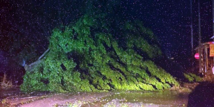 Un árbol cayó en la zona de Símbolos Patrios, a la altura de San Agustín de las Juntas.