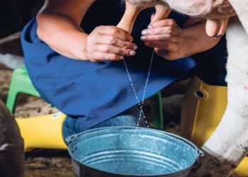 Foto: archivo // La principal fuente de infección de brucelosis se da por el consumo de productos de leche sin pasteurizar como leche bronca, quesos frescos, crema y yogurt.