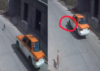 VIDEO | ¡Cobarde al volante! Taxista atropella a perro en Ciudad Ixtepec y escapa; Semovi abre expediente