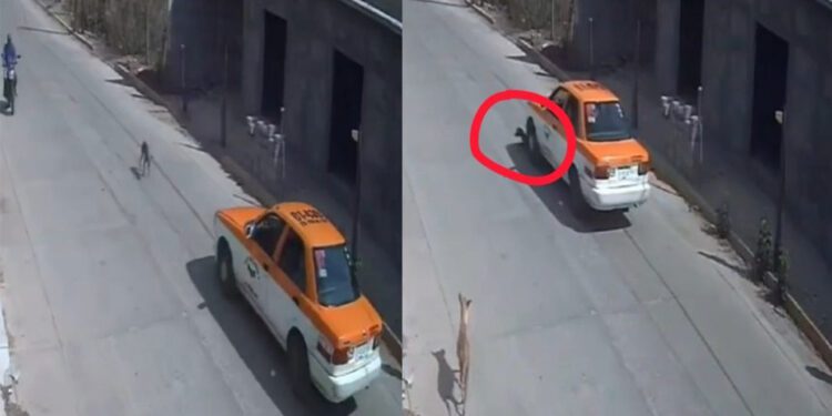 VIDEO | ¡Cobarde al volante! Taxista atropella a perro en Ciudad Ixtepec y escapa; Semovi abre expediente