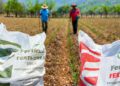 Inicia entrega de fertilizantes a 200 mil campesinos de Oaxaca
