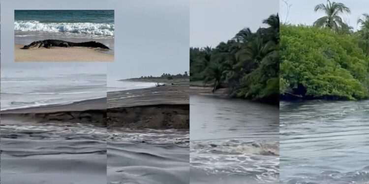 VIDEO ¡Riesgo en las playas! Alertan por cocodrilos arrastrados por lluvias en la Costa de Oaxaca