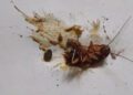 ¡Aguas! ¿Pisaste una cucaracha? Podrías estar esparciendo enfermedades y más cucarachas sin saberlo