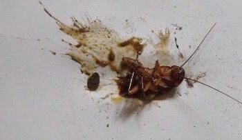¡Aguas! ¿Pisaste una cucaracha? Podrías estar esparciendo enfermedades y más cucarachas sin saberlo