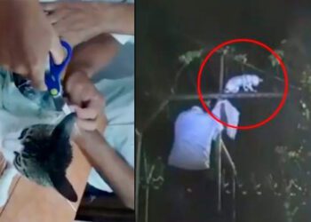 ¡Gato “narco” es atrapado! Policía Penitenciaria frustra insólito intento de ingresar droga a prisión en Costa Rica