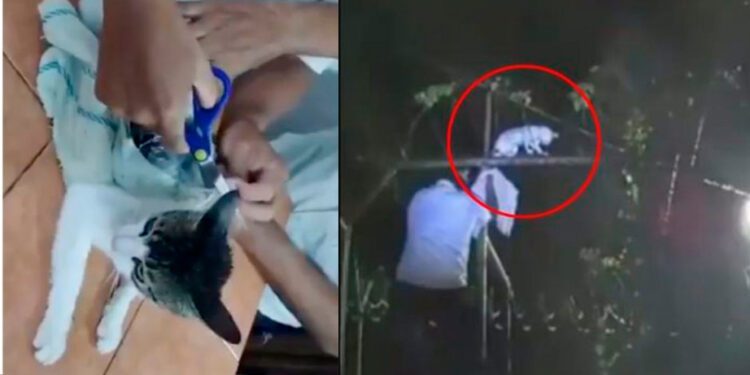 ¡Gato “narco” es atrapado! Policía Penitenciaria frustra insólito intento de ingresar droga a prisión en Costa Rica