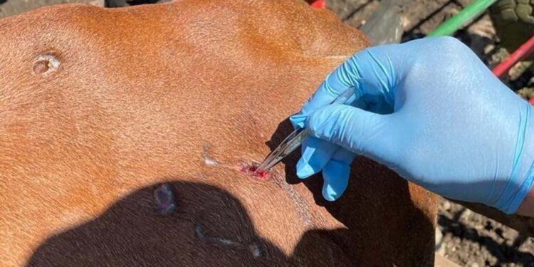 Foto: internet // En Oaxaca se detectó el primer caso de gusano barrenador en un caballo en Matías Romero.
