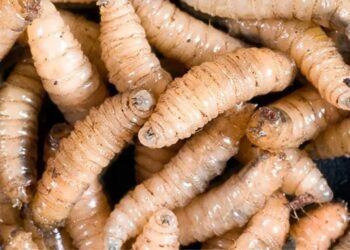 Gusano barrenador ¿“salta” a humanos?; le favorece cambio climático