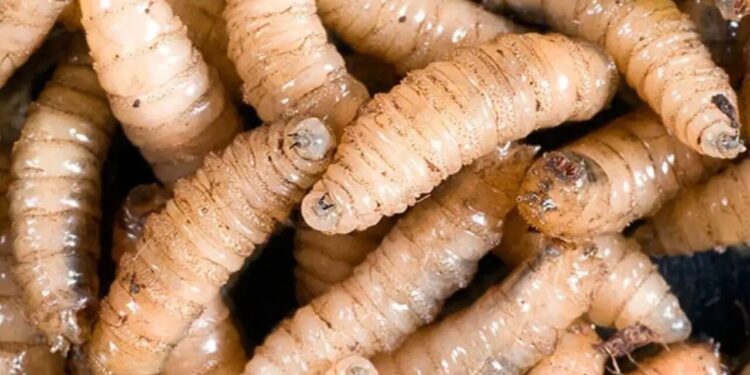 Gusano barrenador ¿“salta” a humanos?; le favorece cambio climático