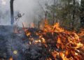 Foto: archivo – ilustrativa // Abril fue el mes más crítico con 74 incendios que afectaron 10 mil 497.50 hectáreas de bosques y pastizales.