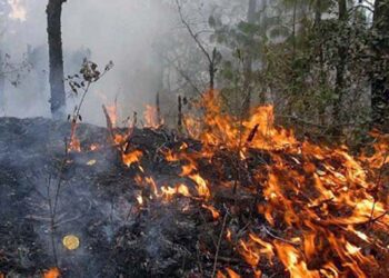 Foto: archivo – ilustrativa // Abril fue el mes más crítico con 74 incendios que afectaron 10 mil 497.50 hectáreas de bosques y pastizales.