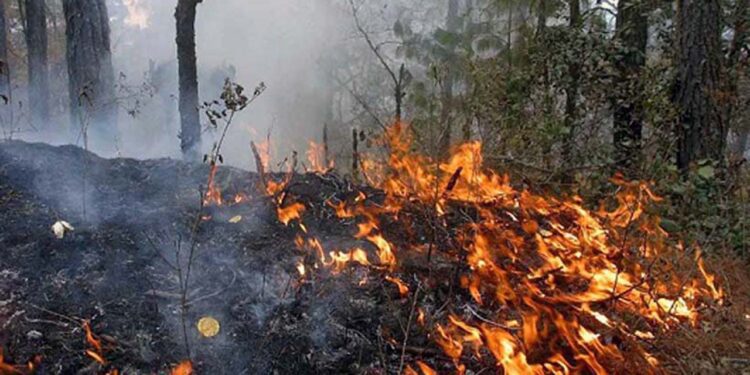 Foto: archivo – ilustrativa // Abril fue el mes más crítico con 74 incendios que afectaron 10 mil 497.50 hectáreas de bosques y pastizales.