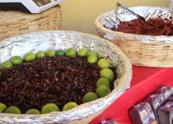 Festín oaxaqueño en Chihuahua; muestra de mezcal y chapulines en museo
