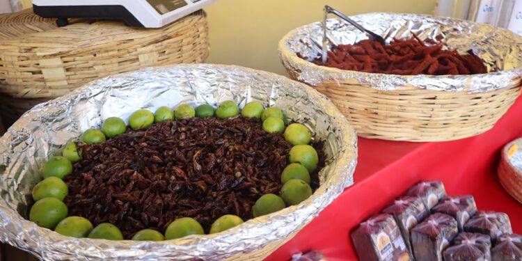 Festín oaxaqueño en Chihuahua; muestra de mezcal y chapulines en museo