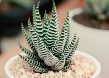 5 plantas ideales para tener dentro de casa