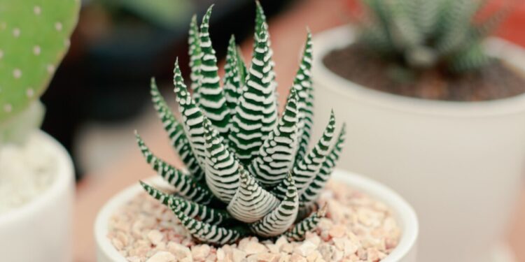 5 plantas ideales para tener dentro de casa
