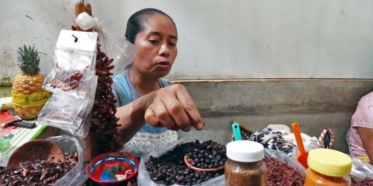 Fotos: Jesús Santiago // Obdulia Santiago se dedica a la venta de algunos de los alimentos de mayor tradición para los oaxaqueños, incluyendo chicatanas.