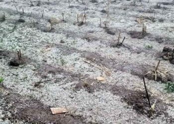 El fenómeno vuelve a poner en evidencia la creciente vulnerabilidad del campo oaxaqueño ante el cambio climático.