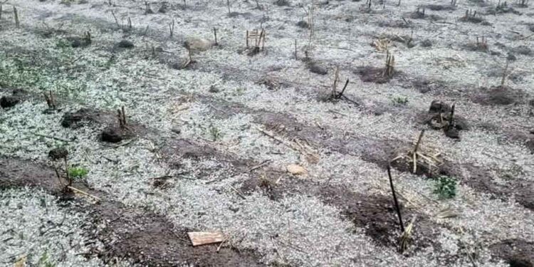 El fenómeno vuelve a poner en evidencia la creciente vulnerabilidad del campo oaxaqueño ante el cambio climático.