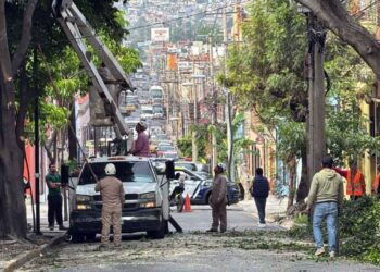 Las multas económicas pueden ir de las 50 a 1,000 veces la UMA para quienes derriban o podan los árboles sin permiso.