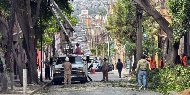 Las multas económicas pueden ir de las 50 a 1,000 veces la UMA para quienes derriban o podan los árboles sin permiso.