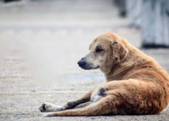 Foto: internet – ilustrativa // En un perro se presentó la enfermedad de miasis por gusano barrenador en la entidad oaxaqueña.
