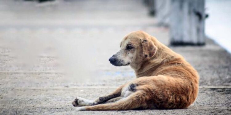 Foto: internet – ilustrativa // En un perro se presentó la enfermedad de miasis por gusano barrenador en la entidad oaxaqueña.