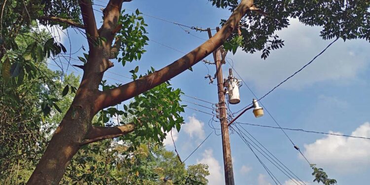 Postes vencidos, cables de alta tensión sobre árboles y casas humildes que podrían causar incendios y tragedia humanas.