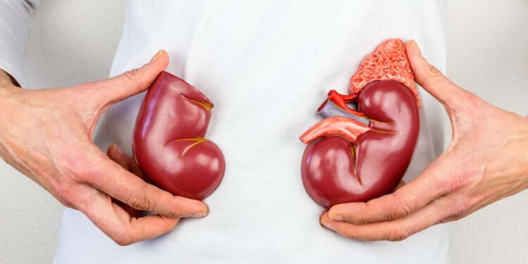 Foto: internet – ilustrativa // El carcinoma de células renales (RCC) es el tipo más común de cáncer renal en los adultos.